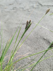 Carex eleusinoides