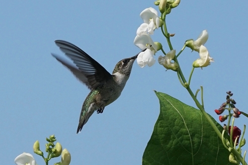 Ruby-throated Hummingbird photographed in Ohio