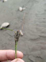 Carex eleusinoides