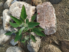 Chenopodium acuminatum virgatum