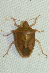 Euschistus ictericus