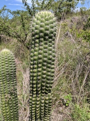 Stenocereus treleasei