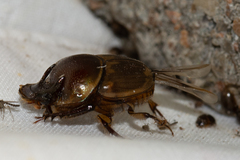 Digitonthophagus