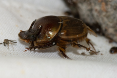 Digitonthophagus