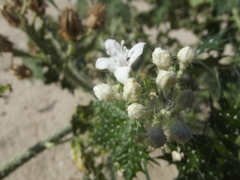 Cnidoscolus maculatus