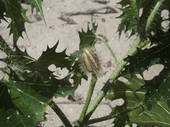 Cnidoscolus maculatus