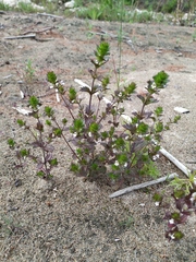 Euphrasia maximowiczii
