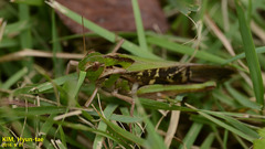 Gastrimargus marmoratus