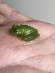 Rulyrana flavopunctata