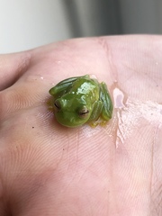 Rulyrana flavopunctata