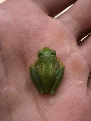 Rulyrana flavopunctata