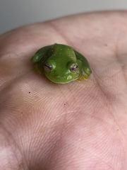 Rulyrana flavopunctata