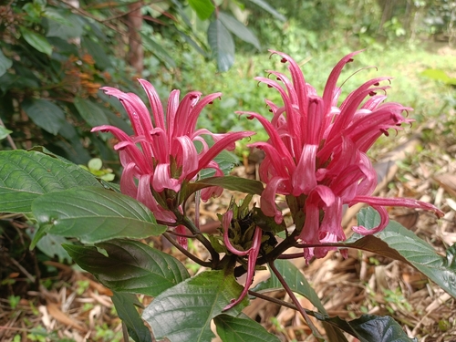 Justicia carnea