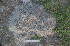 Geomys attwateri