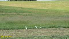 Bubulcus ibis coromandus