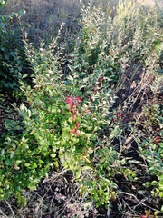 Cotoneaster lucidus