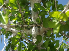 Randia obcordata