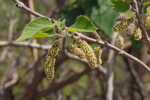 Paper mulberry