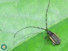 Loxoprosopus ceramboides