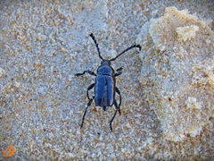 Lissonotus flabellicornis