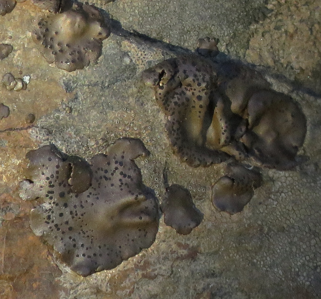 Umbilicaria phaea image