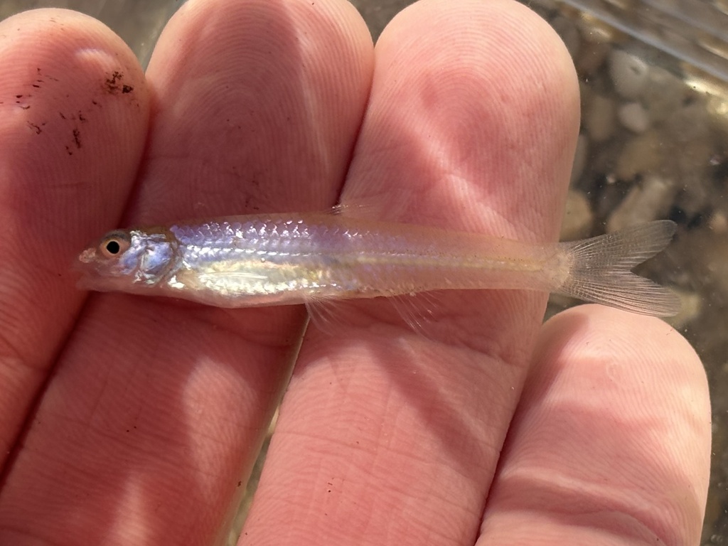 Longnose shiner (Notropis longirostris) — Cyprinidae
