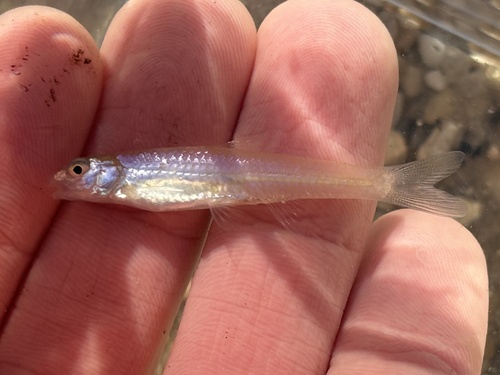 Langsnuit-shiner (Notropis longirostris) — Cyprinidae