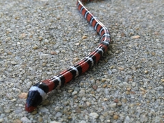 Lampropeltis elapsoides