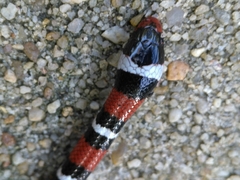 Lampropeltis elapsoides