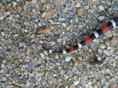 Lampropeltis elapsoides