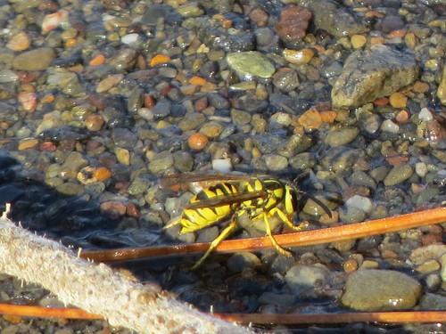 California Yellowjacket photo 4