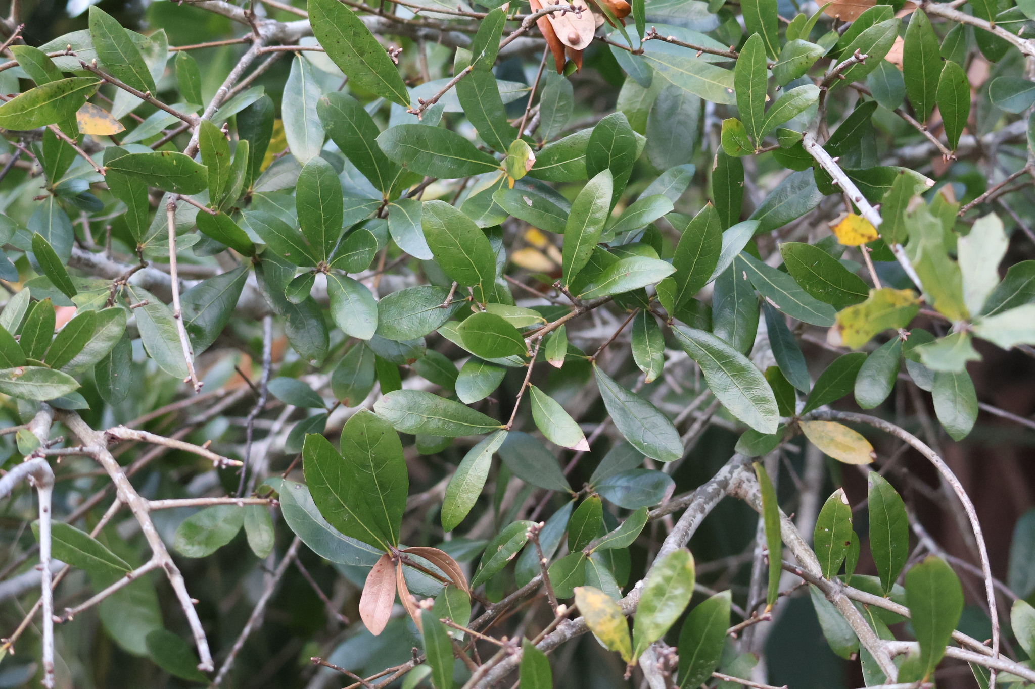 Quercus laurifolia