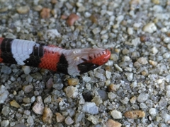 Lampropeltis elapsoides