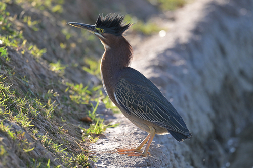 Green Heron photographed in Arizona
