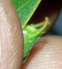 Microcentrum californicum