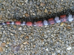 Lampropeltis elapsoides