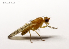 Opomyza florum