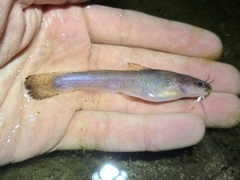 Speckled Madtom photo 4