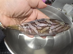 Oblique-Banded Grouper photo 2
