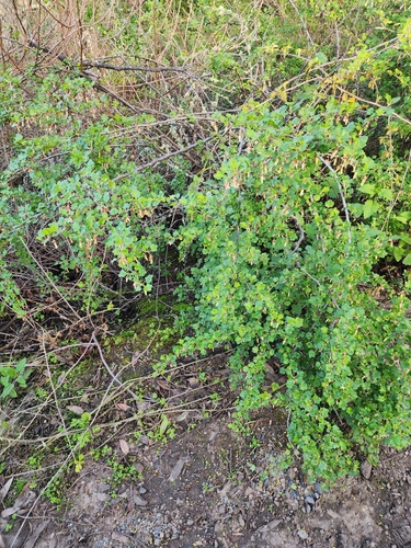 Image of Ribes californicum by (c) Rupert Clayton, some rights reserved (CC BY)