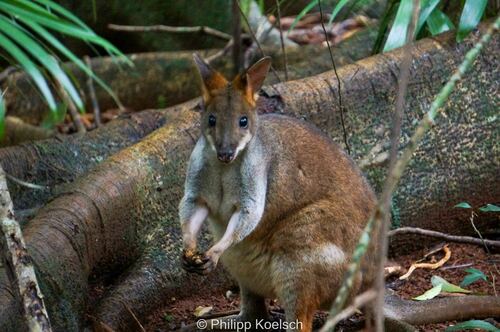 Red-legged Pademelon, Palmwoods QLD 4555, Australia, photo 7 of 10