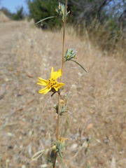 Calycadenia truncata