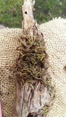 Lophocolea semiteres