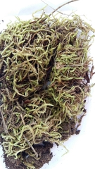 Eurhynchium