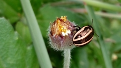 Leptinotarsa tlascalana