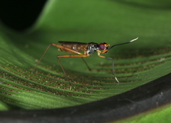 Micropezidae