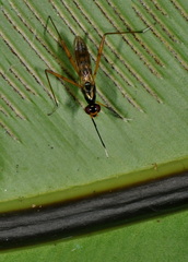 Micropezidae