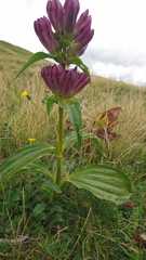 Gentiana pannonica
