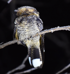 Caprimulgus madagascariensis