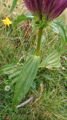 Gentiana pannonica